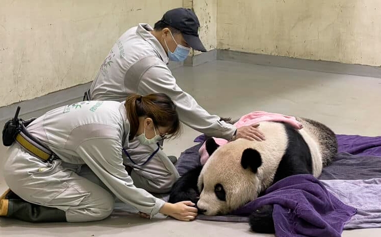 象征祖国统一的大熊猫在台湾动物园离世