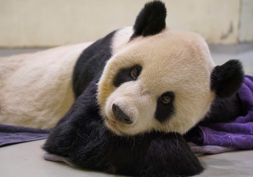 象征祖国统一的大熊猫在台湾动物园离世